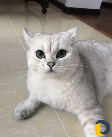 Кот на вязку