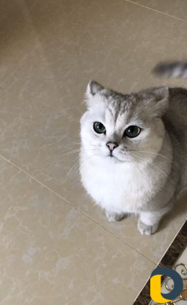Кот на вязку