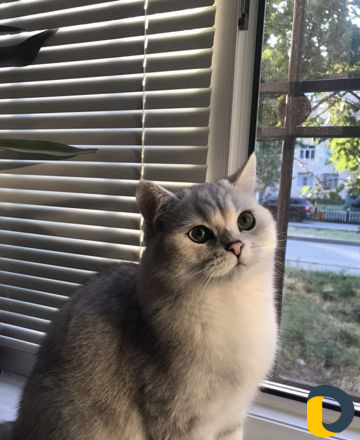 Кот на вязку