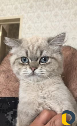 Кот на вязку