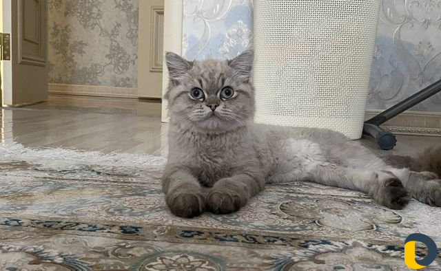 Кот на вязку