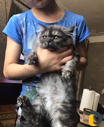 Котенок