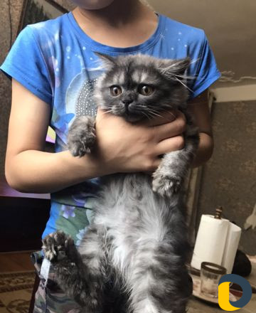 Котенок