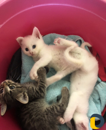 Котенок
