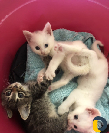 Котенок
