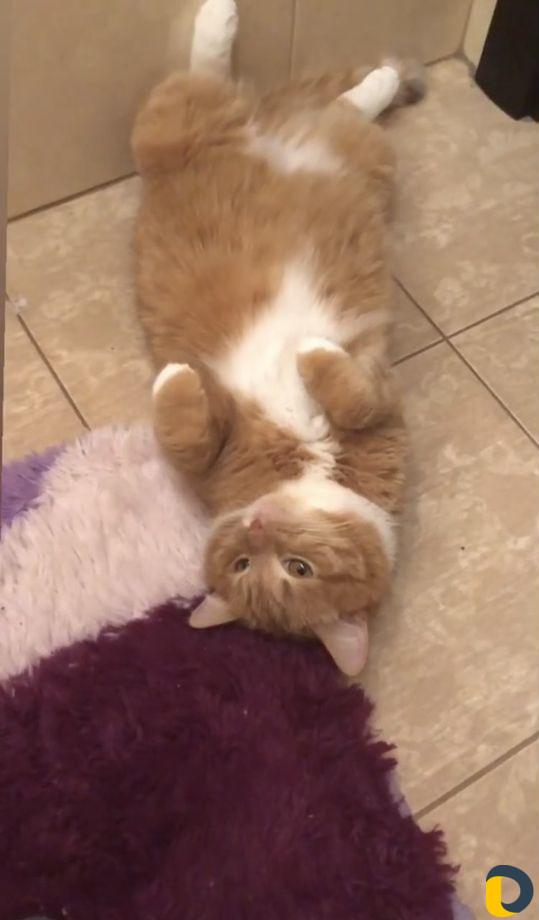 Котоняня