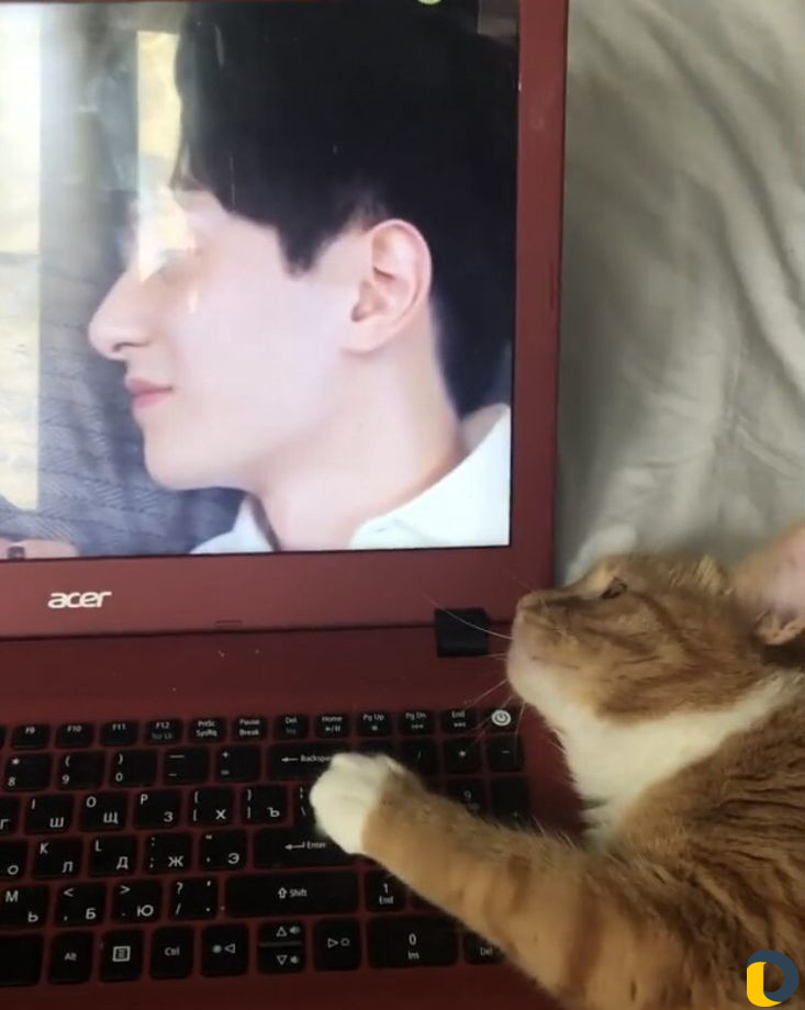 Котоняня