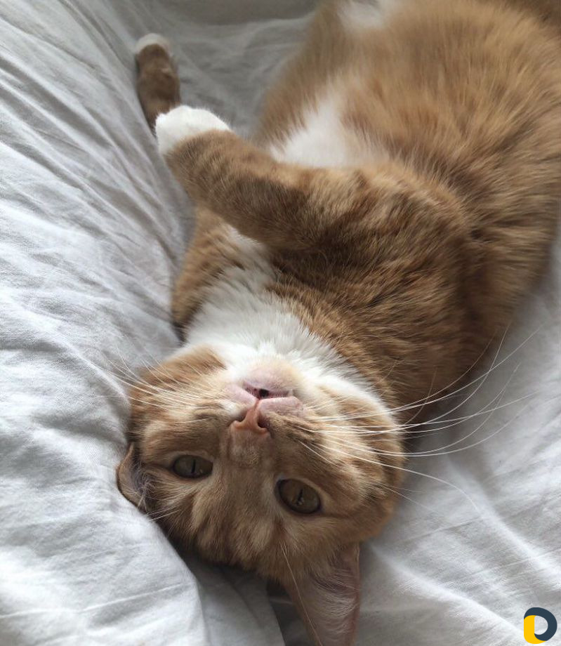 Котоняня