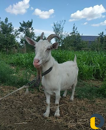 Козье молоко