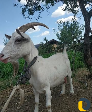 Козье молоко