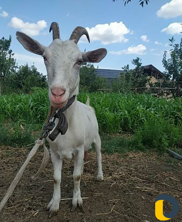 Козье молоко