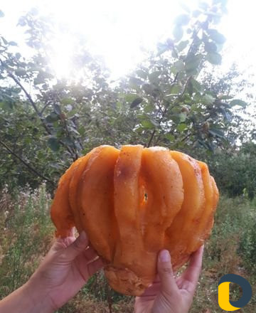 Курдюк копченый сушеный
