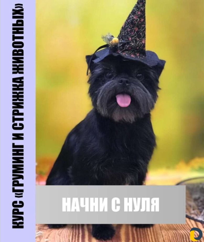 Курсы грумига