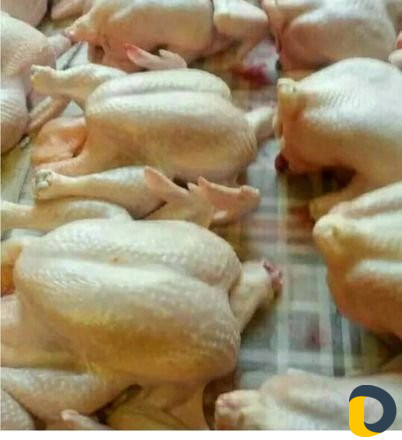Куры оптом