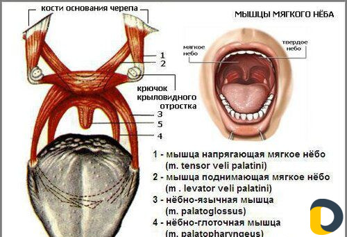 Логопедический массаж