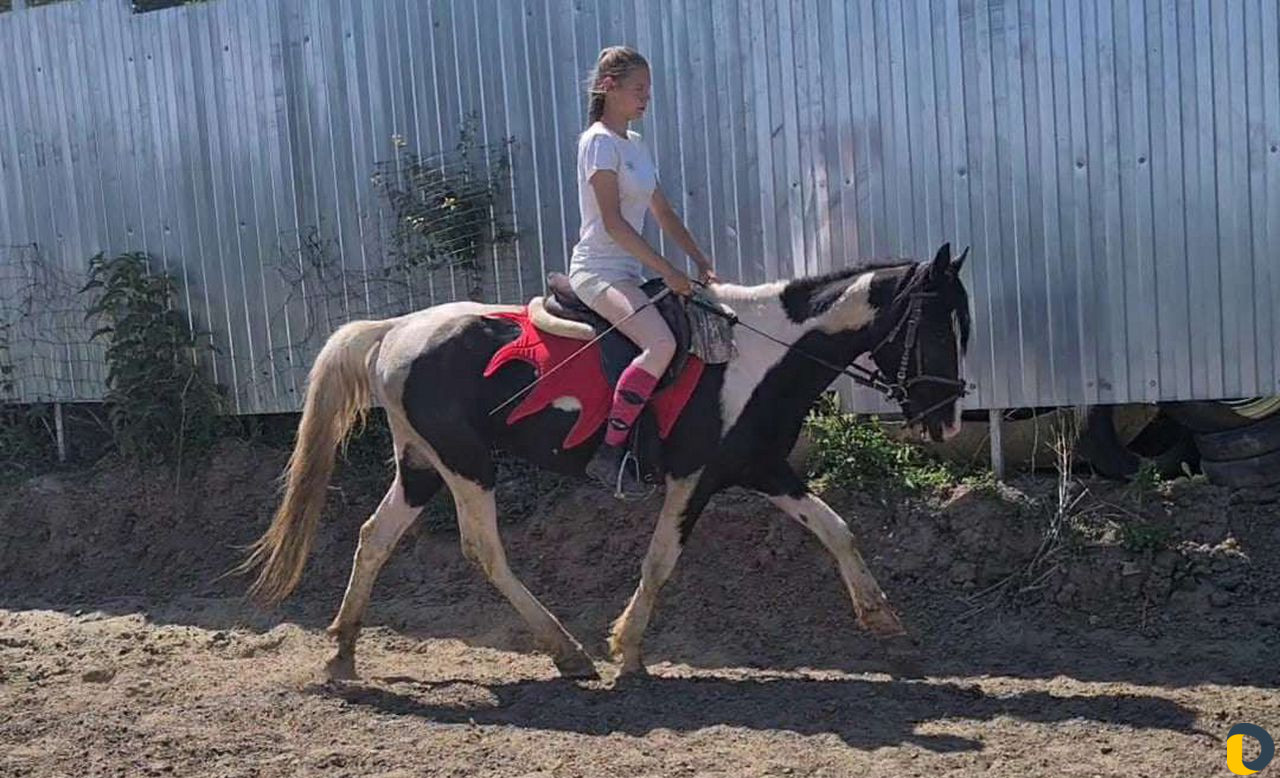 Лошади для занятий