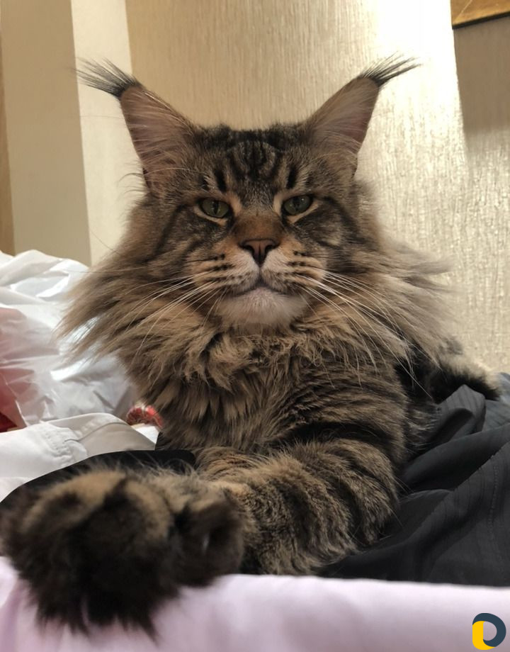 Мейн-Кун для вязки