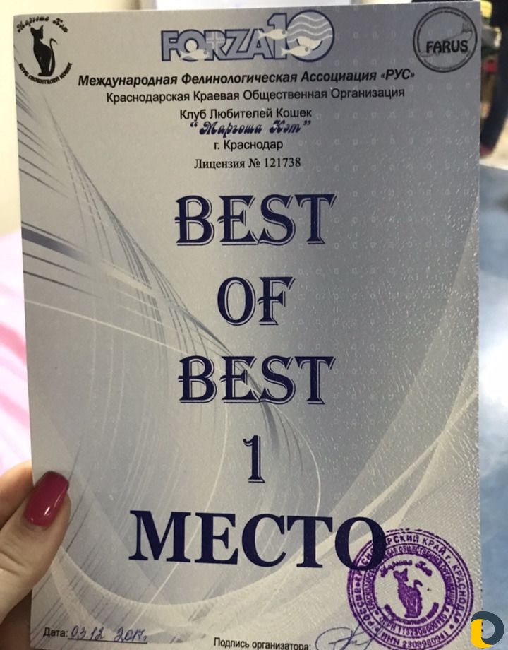 Мейн-Кун для вязки