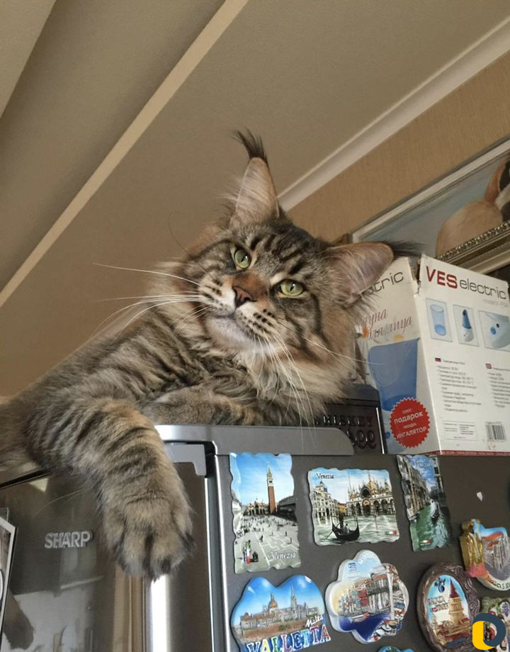 Мейн-Кун для вязки