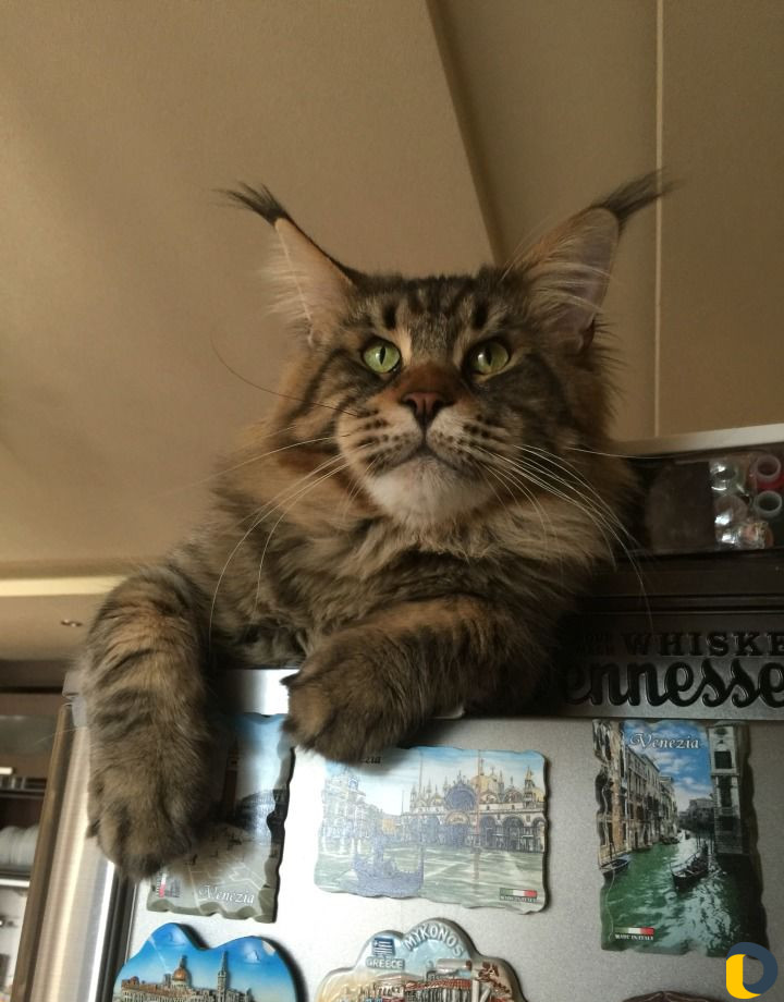 Мейн-Кун для вязки