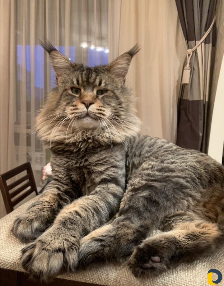 Мейн-Кун для вязки