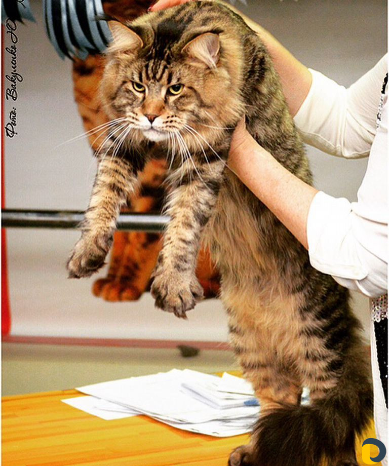 Мейн-Кун для вязки