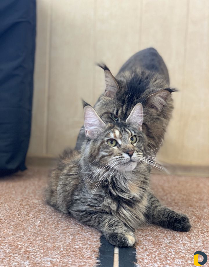 Мейн-Кун для вязки