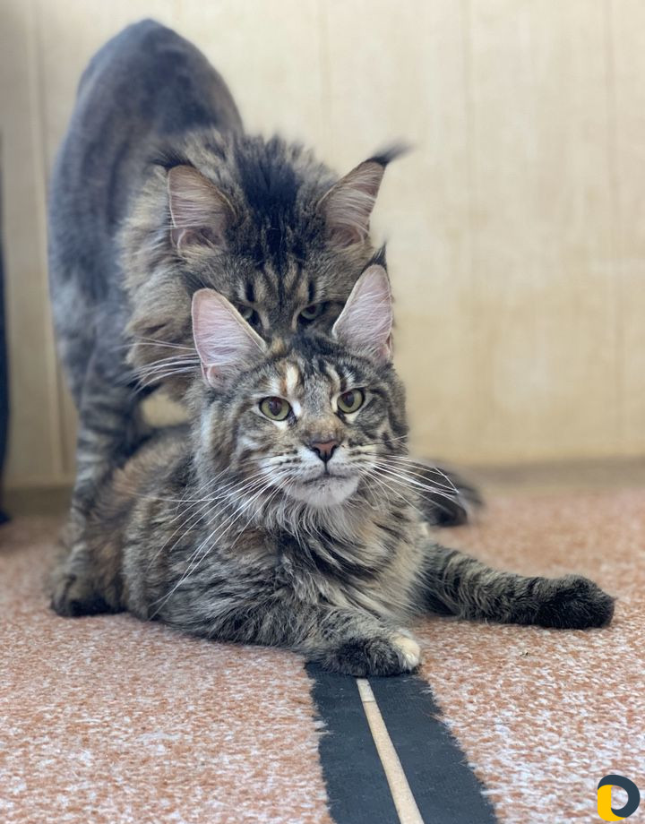 Мейн-Кун для вязки