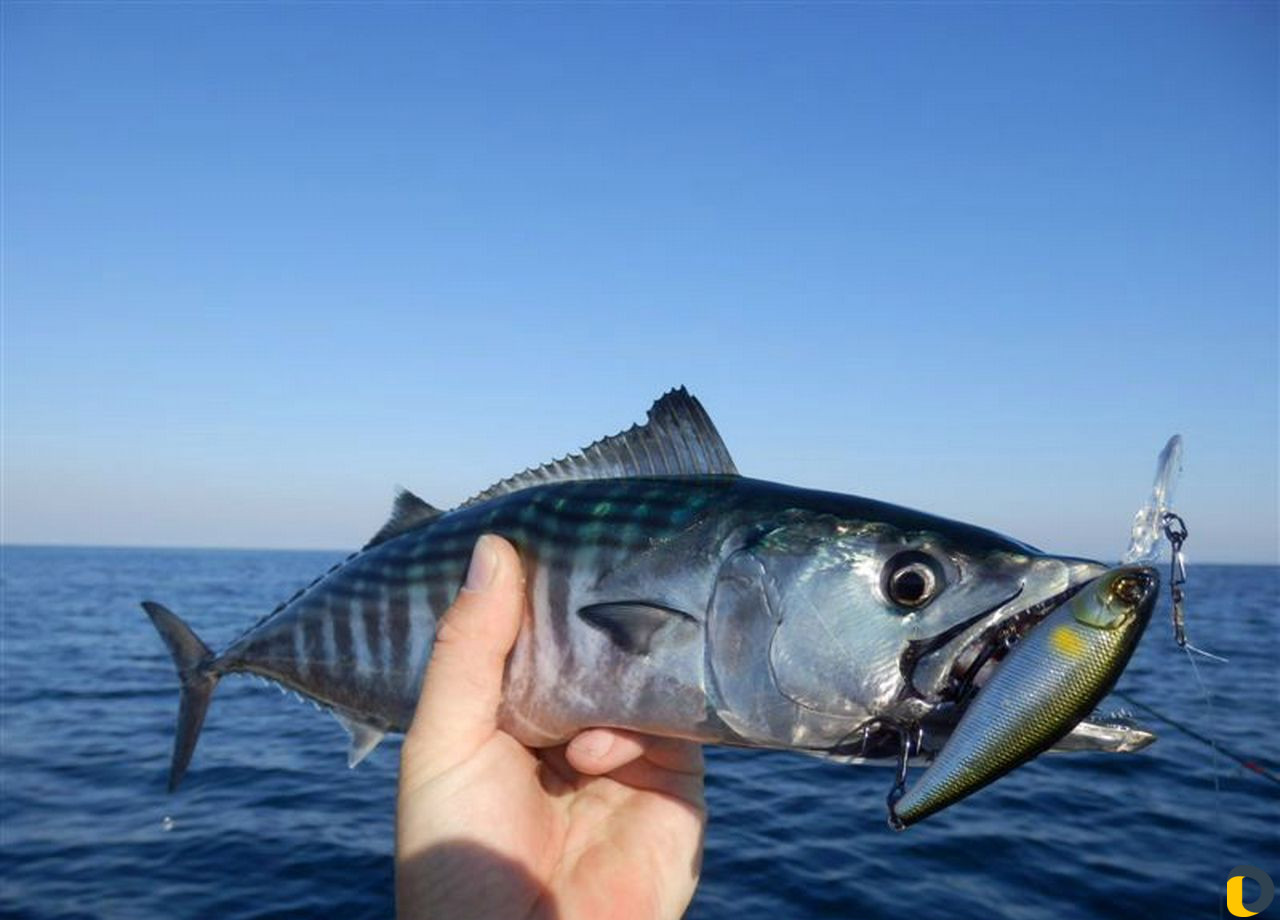 Морские прогулки рыбалка