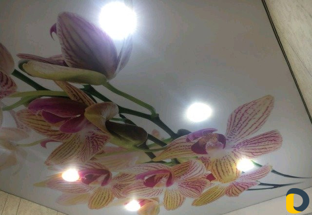 Натяжные потолки "alsama"