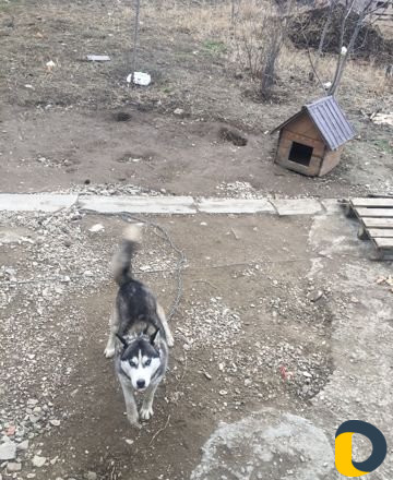 Нужна кабель хаски