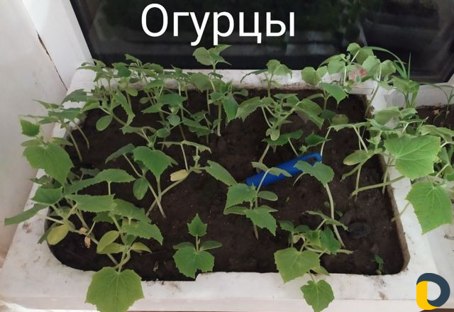 Обрезка деревьев