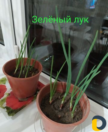 Обрезка деревьев