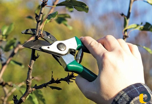 Обрезка деревьев