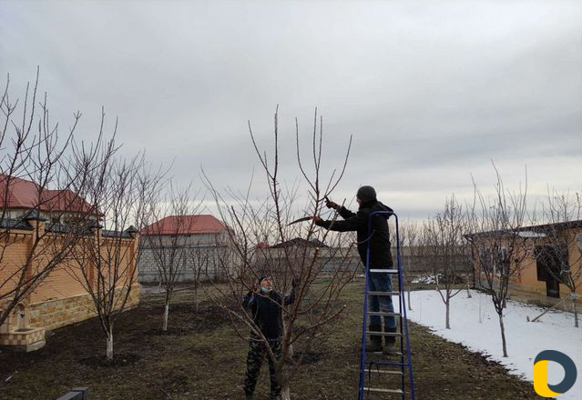 Обрезка деревьев