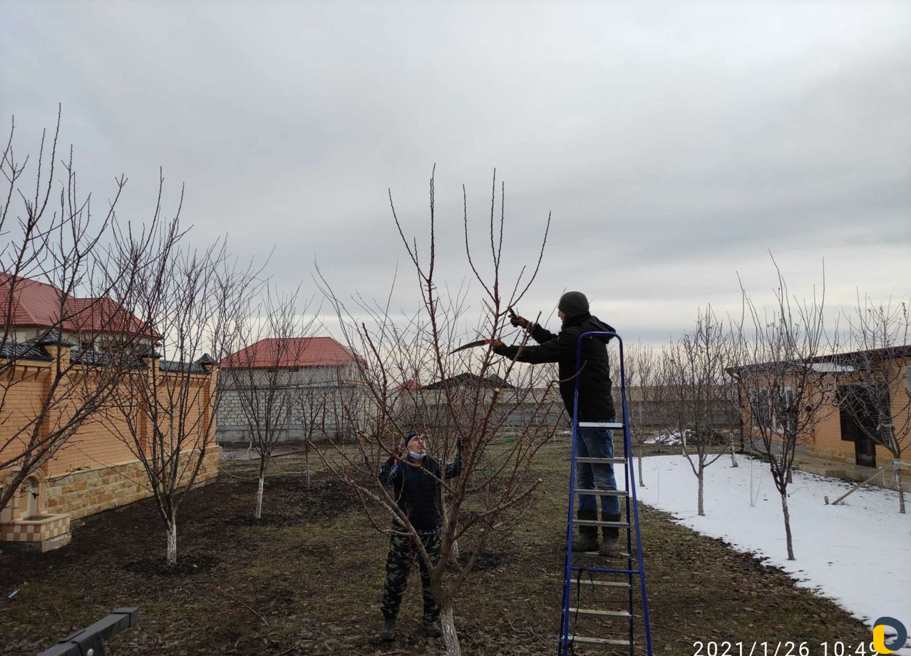 Обрезка деревьев