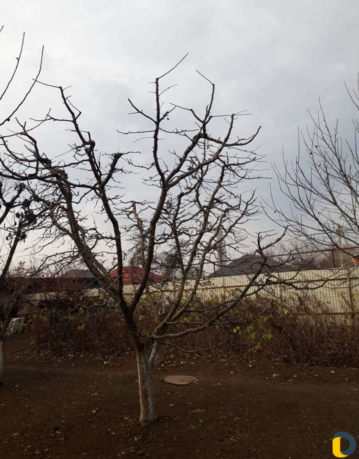 Обрезка деревьев