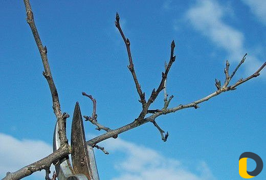 Обрезка плодовых деревьев и вынограда