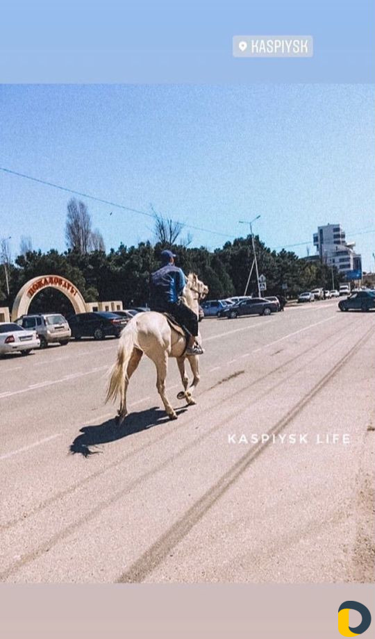 Обучение диких лошадей