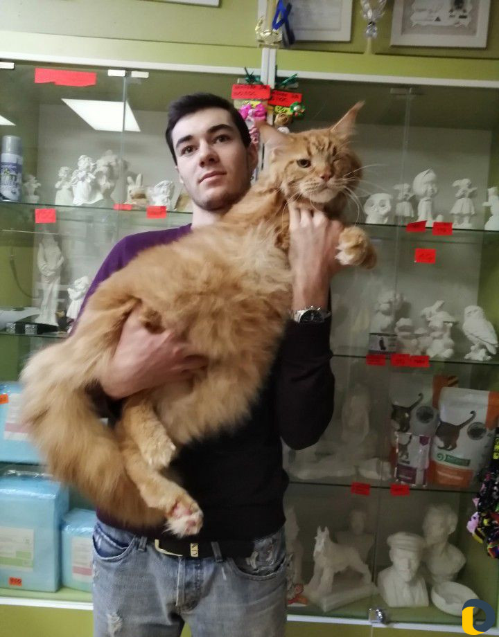 Обучение грумингуУчебный центр. Гос удостоверение