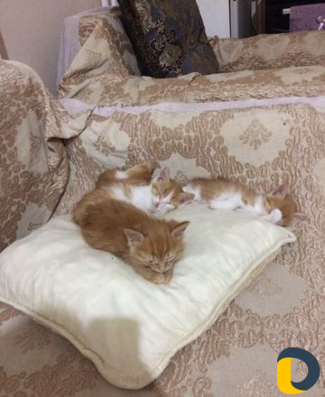 Отдам котят в хорошие руки