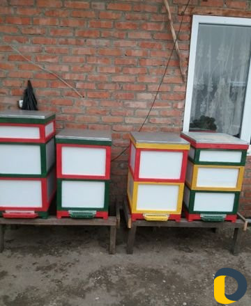 Пчело улики Дадан Рут