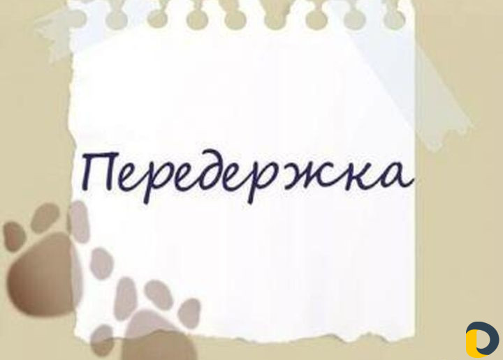 Передержка для собак(домашняя)