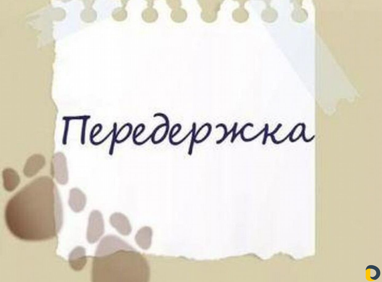 Передержка для собак