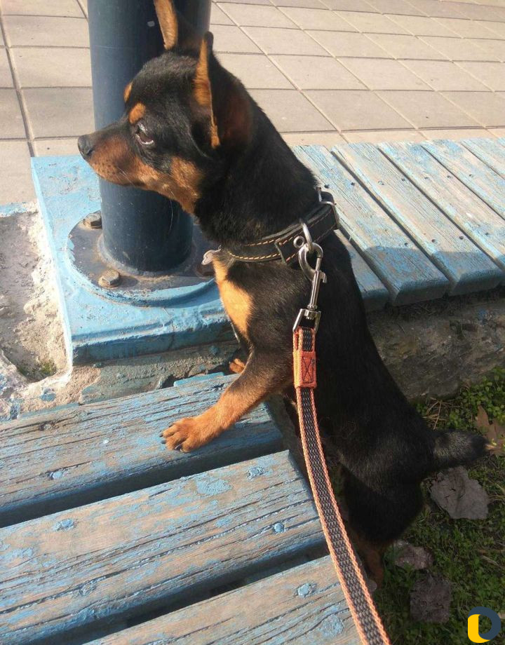 Передержка и выгул питомцев