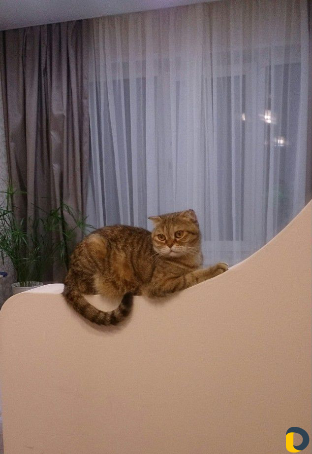 Передержка кошек и грызунов