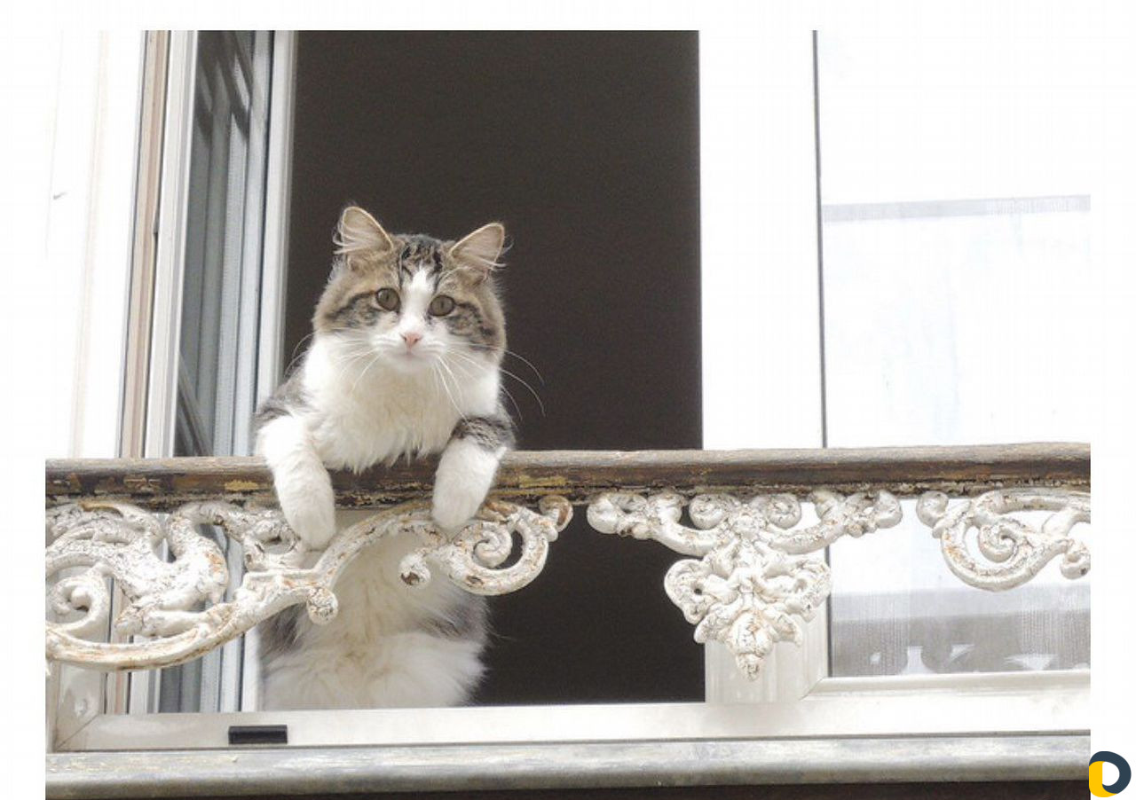Передержка кошек