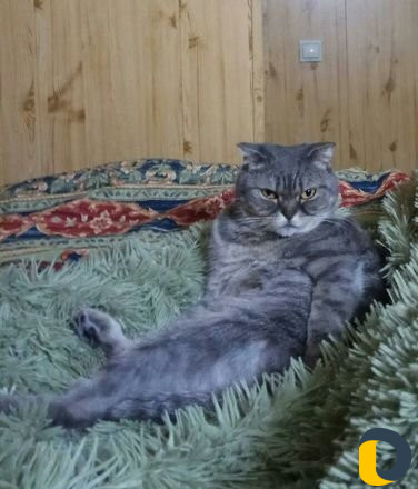 Передержка кошек