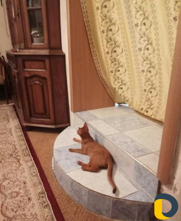 Передержка кошек