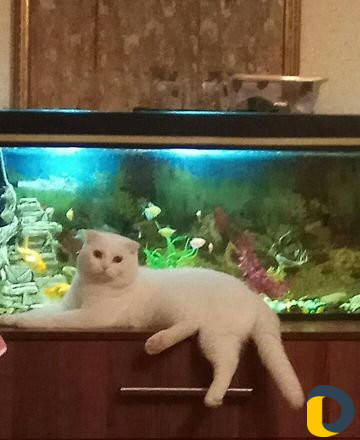 Передержка кошек